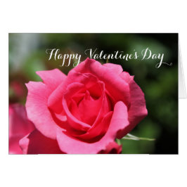 完璧な人気があるピンクのバラの花ハッピーバレンタイン