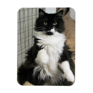 完璧な猫写真デザインの冷蔵庫 マグネット