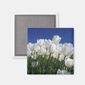 完璧な青空にチューリップの山 マグネット (正面/裏面)