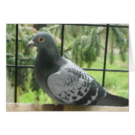 完璧な鳩