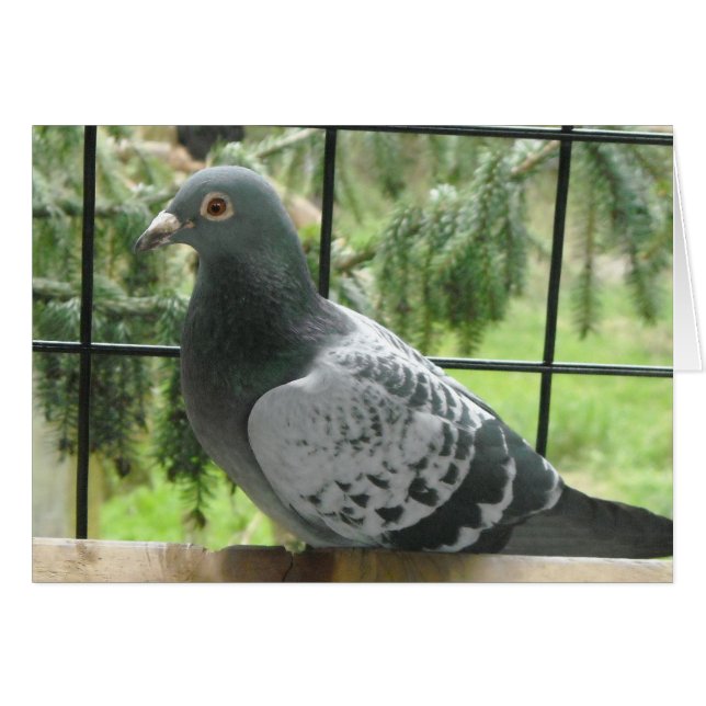 完璧な鳩 (正面横)