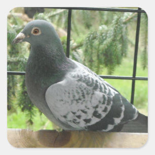 完璧な鳩 スクエアシール