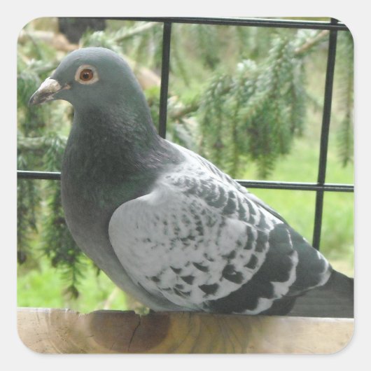 完璧な鳩 スクエアシール (正面)