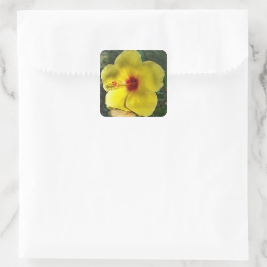 完璧な黄色のハイビスカスフラワー、正方形のシール スクエアシール (バッグ)