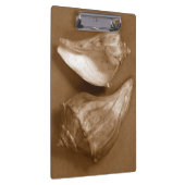 官能的な貝殻 クリップボード (右)