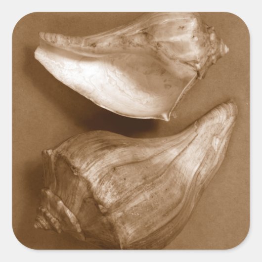 官能的な貝殻 スクエアシール (正面)