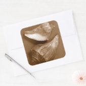 官能的な貝殻 スクエアシール (封筒)