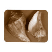 官能的な貝殻 マグネット (横)