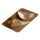 官能的な貝殻 マグネット (左側)