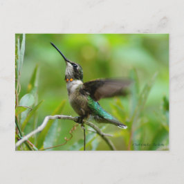 宝石アドーン ポストカード