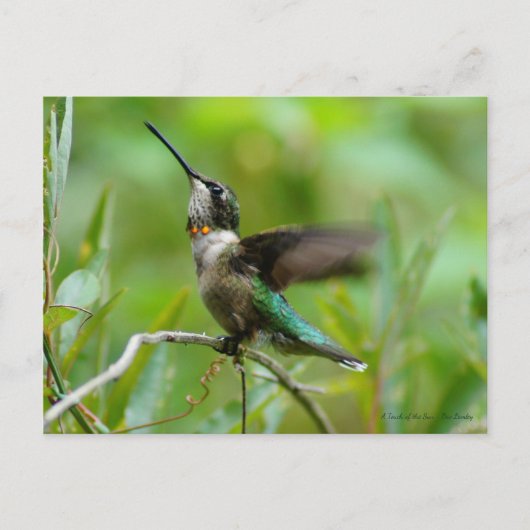 宝石アドーン ポストカード (正面)