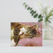 実在猫 ポストカード (スタンド正面)