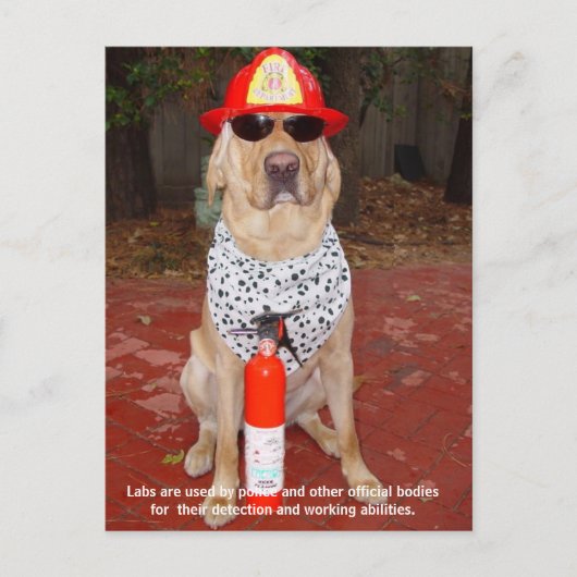 実習の特徴 – 警察と消防士による使用 ポストカード (正面)