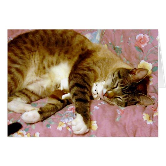 実質猫、擬似猫2 (正面横)