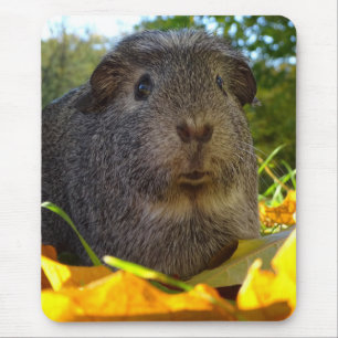 実際のところかわいいモルモット マウスパッド