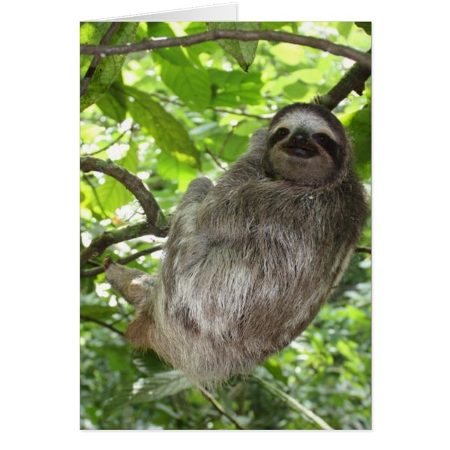 実際のところリラックスした怠惰 (正面)