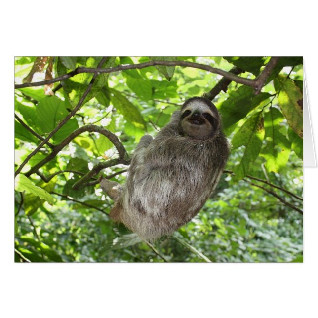 実際のところリラックスした怠惰 (正面横)