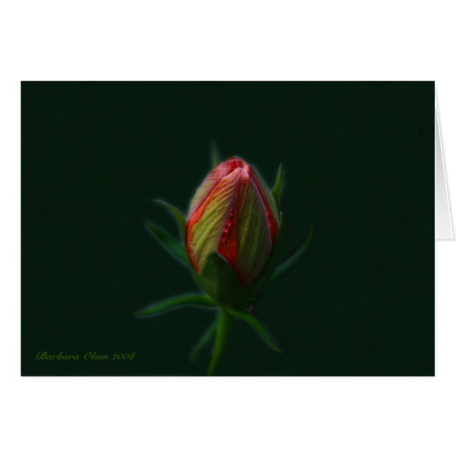 実際のところ活気付くモモのハイビスカスの花の精神 (正面横)