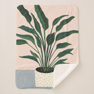 室内用植物 シェルパブランケット