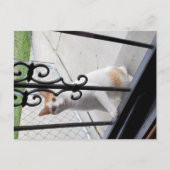 家に入りたいと懇願する猫のポストカード シーズンポストカード (正面)