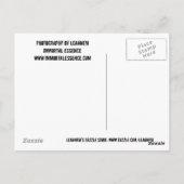 家に断念される ポストカード (裏面)