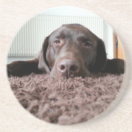 家の中で眠っている可愛いチョコレートの実験室の子犬 コースター (正面)