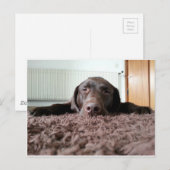 家の中で眠っている可愛いチョコレートの実験室の子犬 ポストカード (正面/裏面)