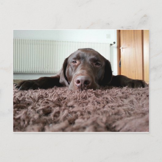 家の中で眠っている可愛いチョコレートの実験室の子犬 ポストカード (正面)