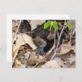 家の中のネズミ ポストカード (正面/裏面)