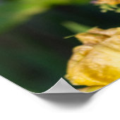 家宝アイリス ポスター (角)