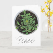 家宝トマトプラント平和サイングリーティングカード カード (黄色い花)