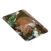 家庭のオレンジテビ猫 マグネット (右側)