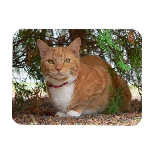 家庭のオレンジテビ猫 マグネット (横)