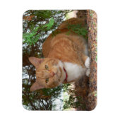 家庭のオレンジテビ猫 マグネット (縦)