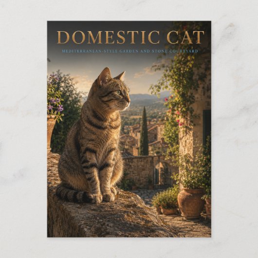 家庭の猫の庭の小庭 ANIMALS ポストカード (正面)