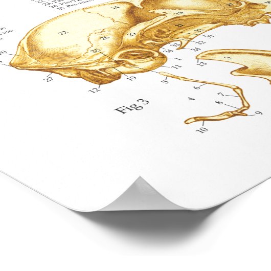 家庭猫スカル解剖図 ポスター (角)