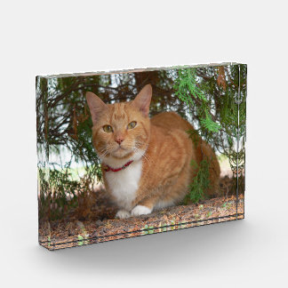 家庭的なオレンジバレンタイン柄のトラ猫 フォトブロック