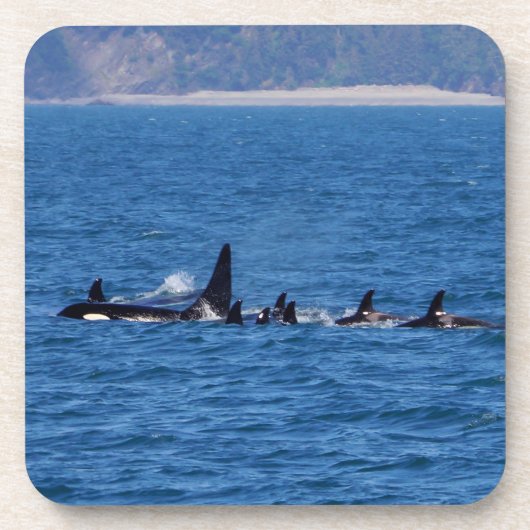 家族が結束する コースター (正面)