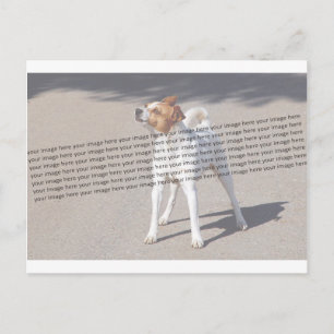 家族のペットの写真 ポストカード