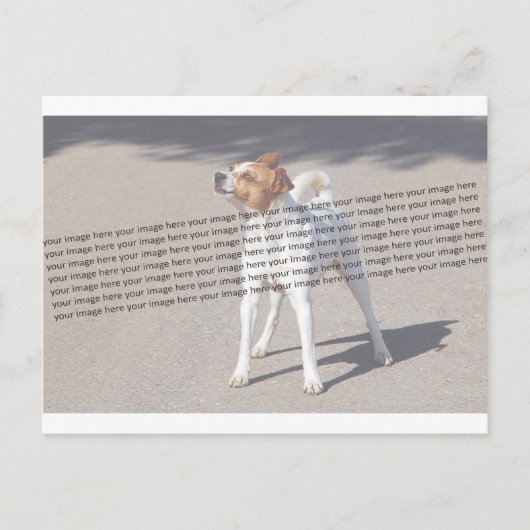 家族のペットの写真 ポストカード (正面)