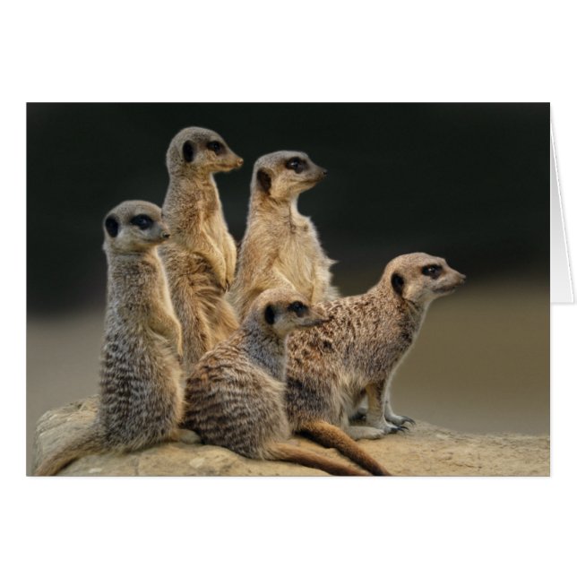 家族のポートレートカード (正面横)