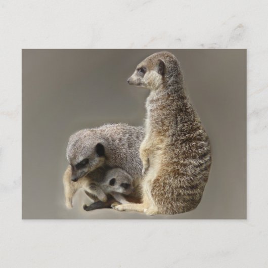 家族の絆 ポストカード (正面)