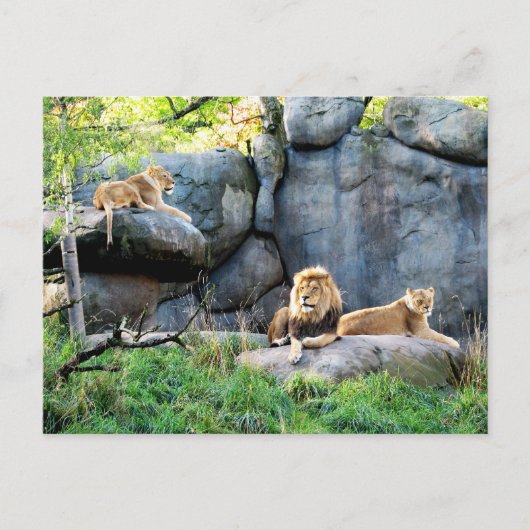 家族王室の ポストカード (正面)