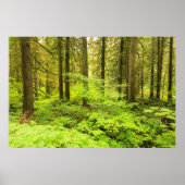 家父長の森の古い成長の森 ポスター (正面)