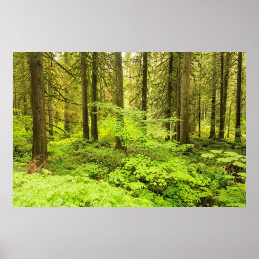 家父長の森の古い成長の森 ポスター (正面)