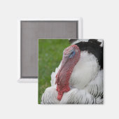 家畜化されたトルコ マグネット (正面/裏面)