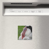 家畜化されたトルコ マグネット (インサイチュ (食洗機))