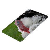 家畜化されたトルコ マグネット (左側)