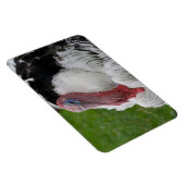 家畜化されたトルコ マグネット (右側)