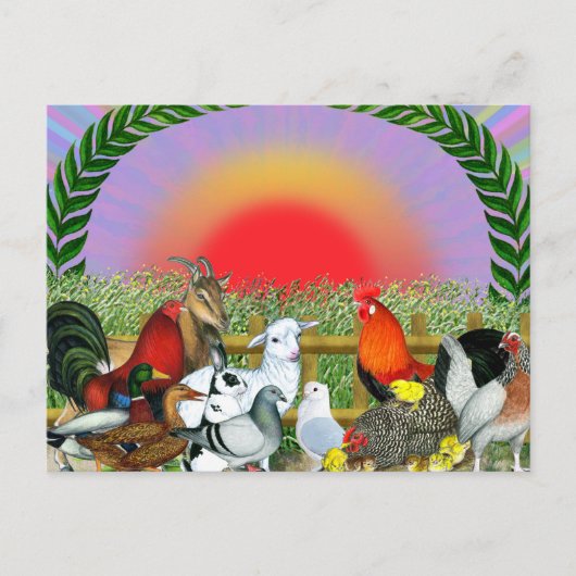 家畜 ポストカード (正面)